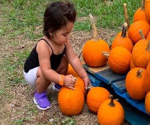 Finding the perfect pumpkin is not hard at the Ford Boca Pumpkin Patch Festival. Photo courtesy of the festival