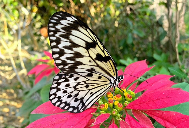 Miami Butterfly World