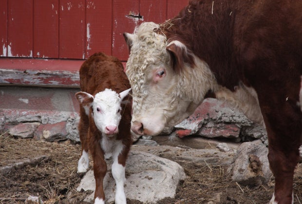 Photo of calf and cow at Wells Hollow Farm & Creamery.