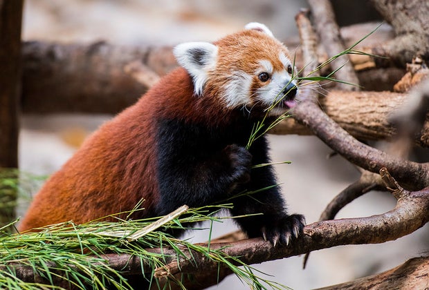 Things To Do in Minneapolis: Minnesota Zoo