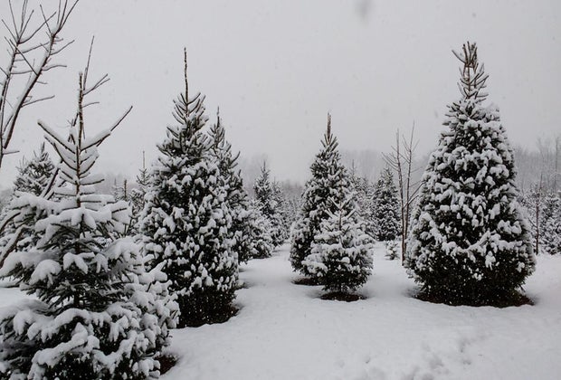 Christmas tree farms near Chicago: Moehling Christmas Tree Farm