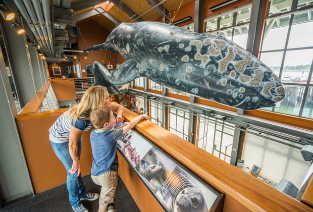 Best Things To Do in Santa Barbara with Kids: Museum of Natural History of Santa Barbara Sea Center