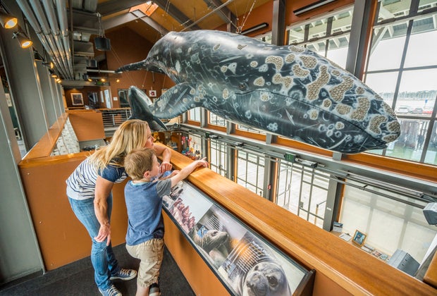Best Things To Do in Santa Barbara with Kids: Museum of Natural History of Santa Barbara Sea Center