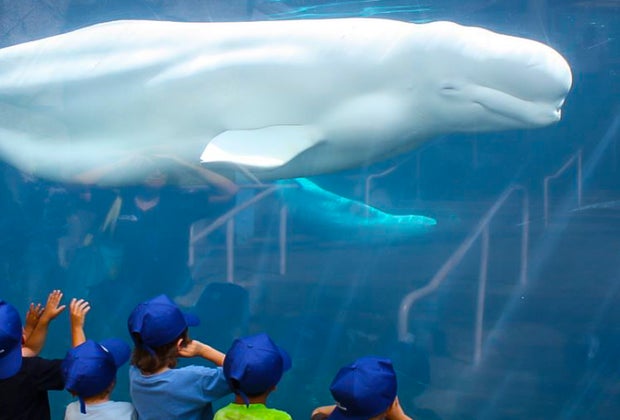 Image of Beluga whale in Mystic - Fall Day Trips From Connecticut