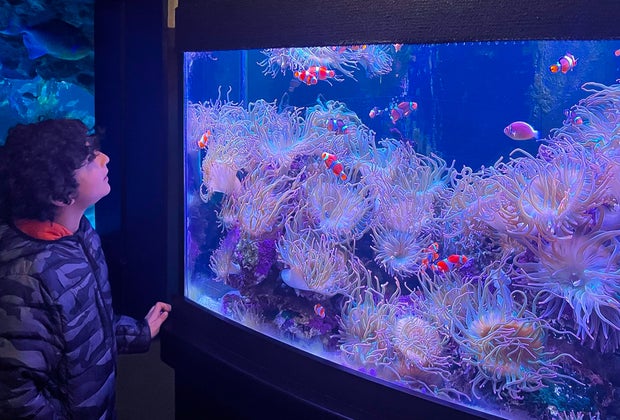 Photo of a child watching jellyfish in a Mystic Aquarium tank.