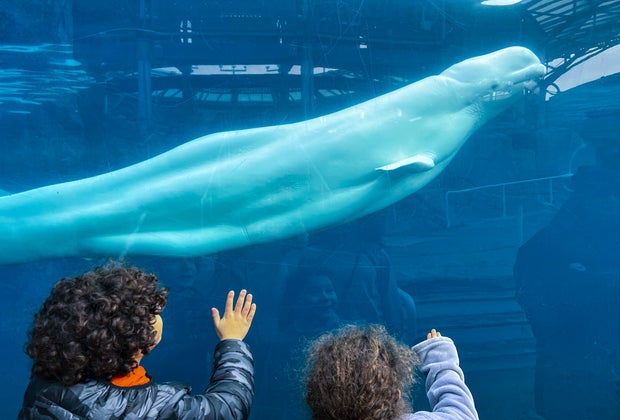 Photo of children watching a beluga whale at the Mystic Aquarium.