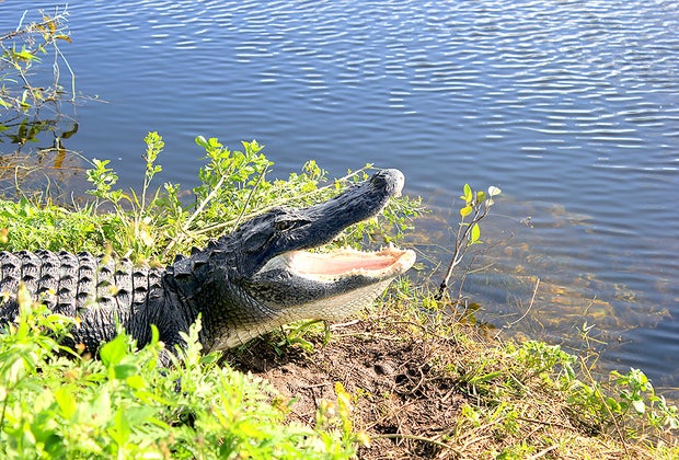 Fakahatchee Strand Preserve State Park