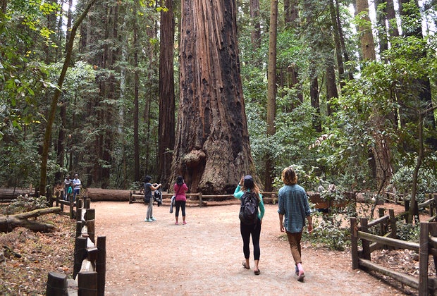 Best Family Vacation Spots in the US That Are Off the Beaten Path: Henry Cowell Redwoods State Park