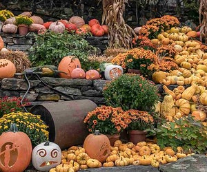 Get out to see the incredible Naumkeag Pumpkin Show this fall! Photo courtesy of the Trustees