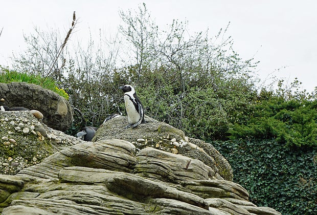 Meet the penguins on the Sea Cliffs at the New York Aquarium