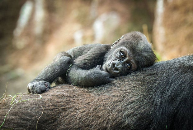 Things to do in NYC with babies: Bronx Zoo