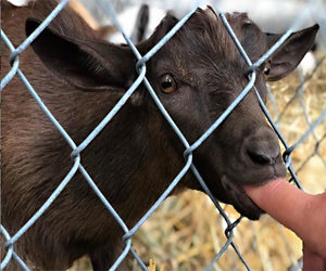 Meet some cute animals at the New Jersey State Fair: Sussex County Farm and Horse Show.