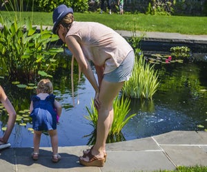 Focus on friends with fins, especially those popular goldfish swimming in Wave Hill’s Aquatic Garden. Photo courtesy of Wave Hill