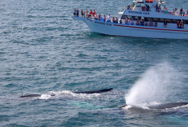 Image of Whale Watch - Things To Do in Newburyport