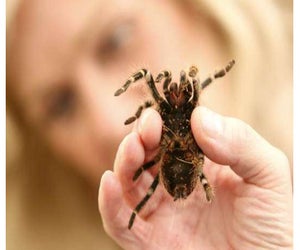 Spiders are the stars at the Natural History Museum.