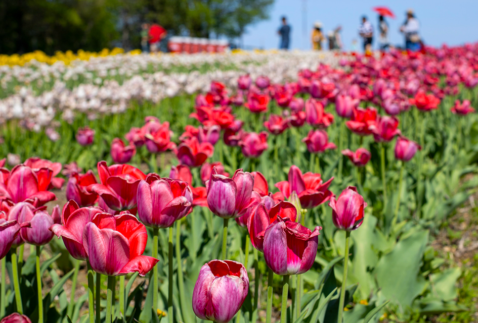 Easter Egg Hunts and More Best Things To Do on Long Island April 2025 Spring is in the air and Heritage Farm & Garden is celebrating with a tulip festival in Muttontown.