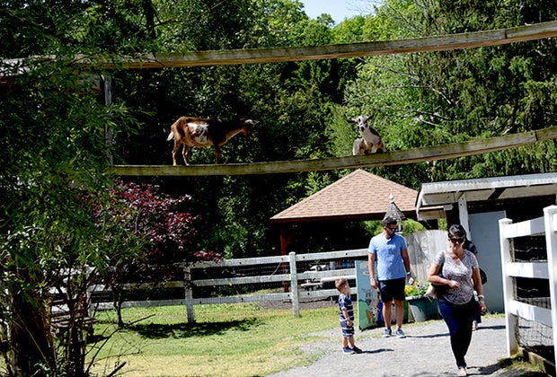 goats at Broookhollow Barnyard
