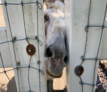 Brookhollow's Barnyard is a family-run petting zoo in Boonton.