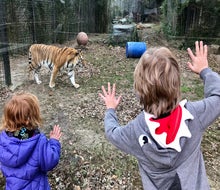 Admission to the Cohanzick Zoo in Bridgeton is completely free. Photo by Lisa Warden 