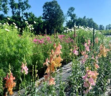 Beautiful pick-your-own blossoms await at Johnson's Locust Hall Farm in Jobstown. 