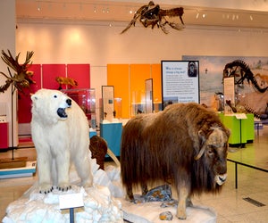 The New Jersey State Museum is always free and houses artifacts, natural and cultural history, dinosaurs, and fine art. Photo courtesy of the museum