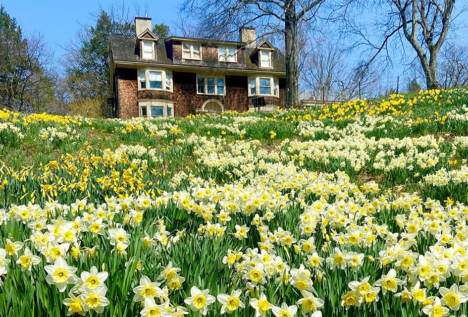 30 Spring Day Trips from New Jersey for Families Enjoy the blooming daffodils at Reeves-Reed Arboretum on a day trip this spring. Photo courtesy of the arboretum