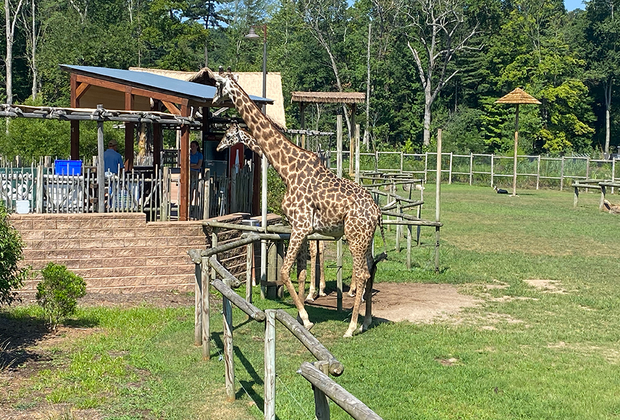 Masai giraffes at Turtle Back Zoo