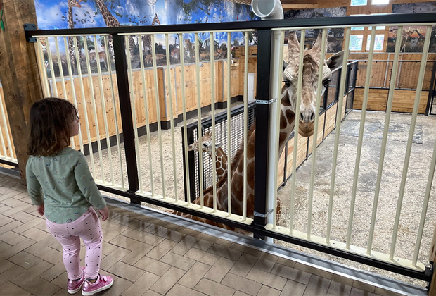 White Post Farms' New Giraffe Feeding Encounter