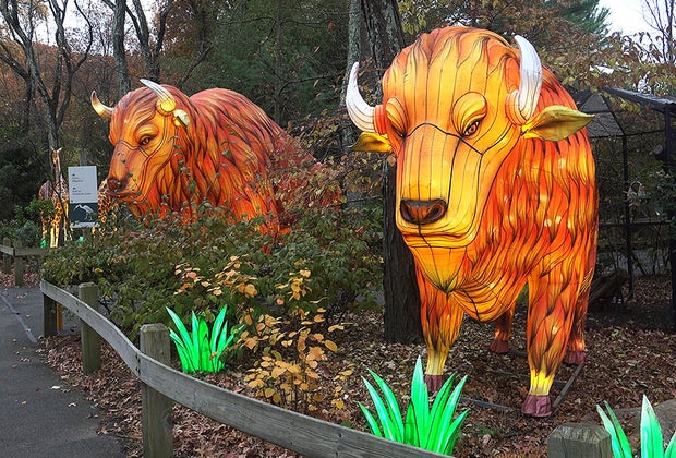 Let it Glow buffalo lanterns at the Bergen County Zoo
