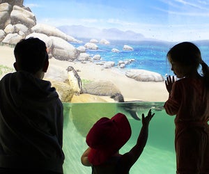 Spend a morning with the animals at Jenkinson's Aquarium. Photo courtesy of the aquarium