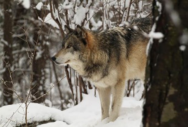 Winter day trips from New Jersey: Lakota Wolf Preserve