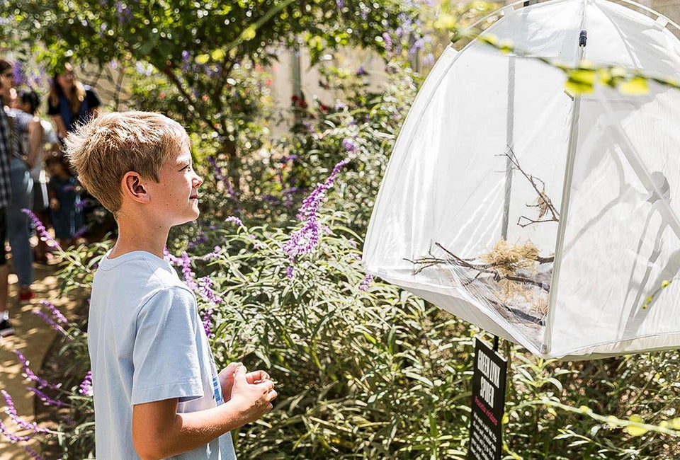 27 Best Things to Do in Los Angeles September 2025 with Kids The Spider Pavilion creeps into September. Photo courtesy of the National History Museum of Los Angeles County.