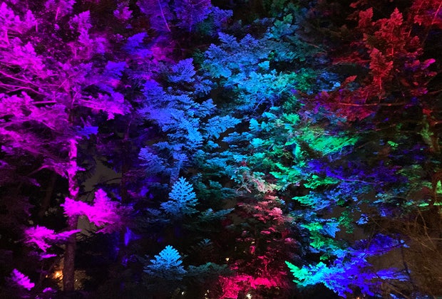 Trees alight with purple, blue, green, and red at New York Botanical Garden's GLOW