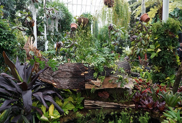 Wonderland: Curious Nature at NYBG