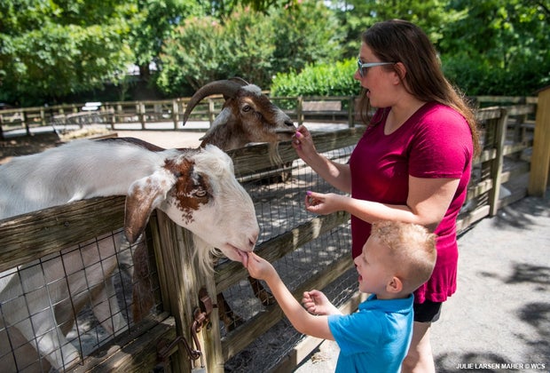 best things to do in Queens with kids the Queens Zoo