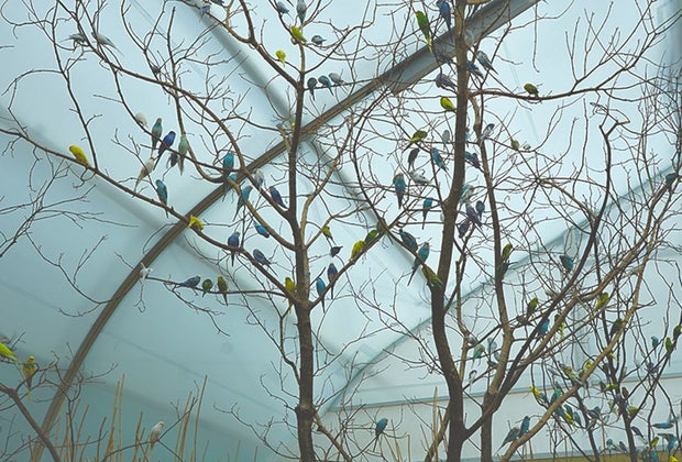 Bronx Zoo's New Budgie Landing: Budgies perched in the trees