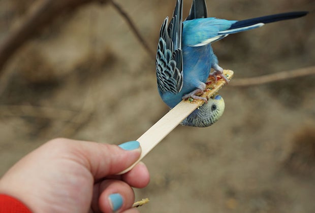 Bronx Zoo's New Budgie Landing: Budgie eating upside down from a stick