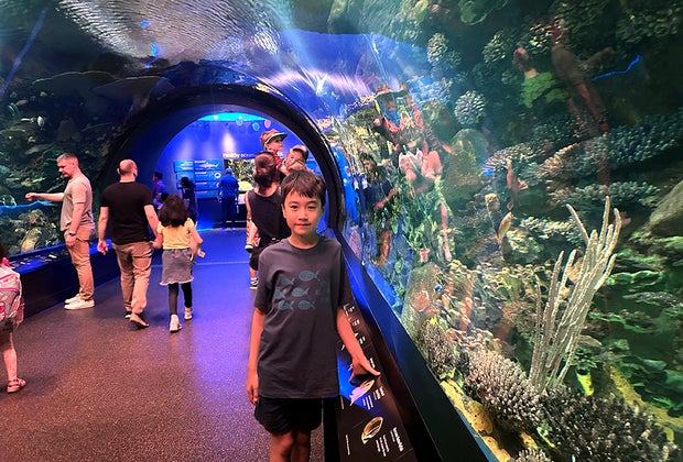 Beat the heat in NYC: New York Aquarium tunnel