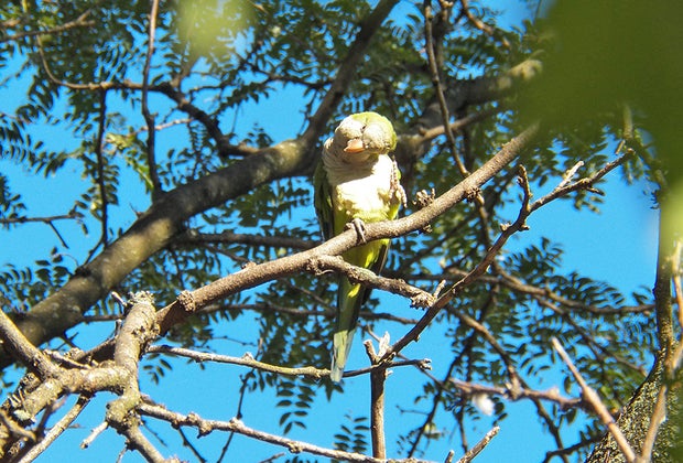 Hidden gem in NYC: The Monk Parakeets of Brooklyn