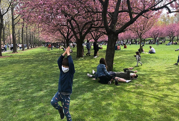 Things To Do in Brooklyn Cherry Blossoms at Brooklyn Botanic Garden