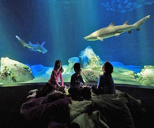 Bring your sleeping bag and join the New York Aquarium after hours to explore the Ocean Wonders: Sharks! exhibit in Sharks After Dark. Photo by Julie Larsen Maher.