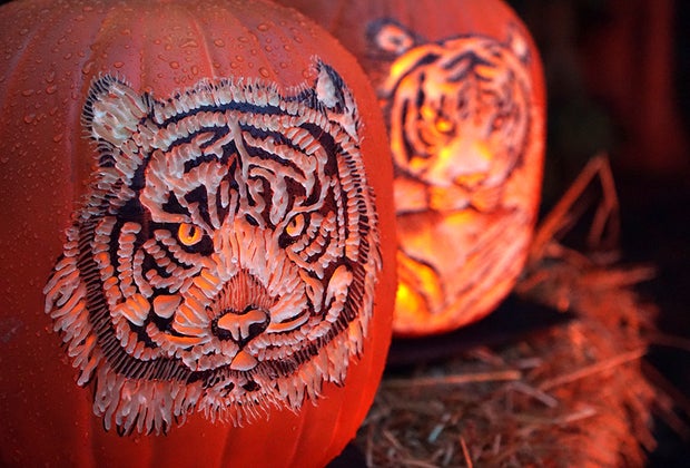 Bronx Zoo's Pumpkin Nights: Two tiger jack-o'-lanterns