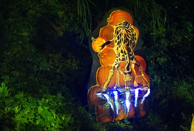 Bronx Zoo's Pumpkin Nights: Giraffe at the watering hole