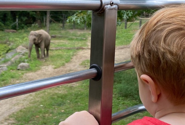 Things to do in NYC on a staycation: Bronx Zoo