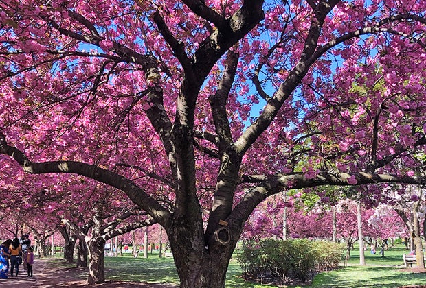 Cherry Blossoms in NYC: Brooklyn Botanical Gardens
