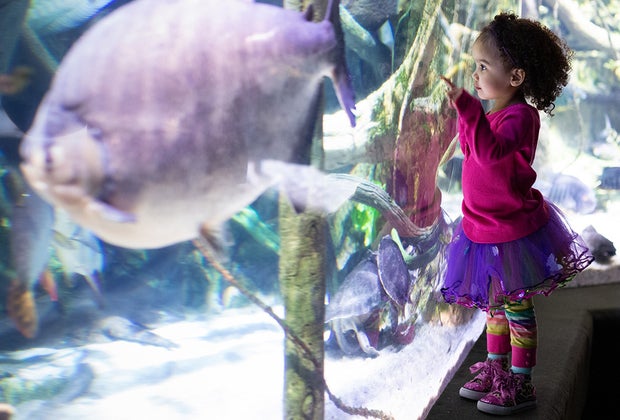 Inexpensive Winter Weekend Getaways from NYC: National Aquarium.