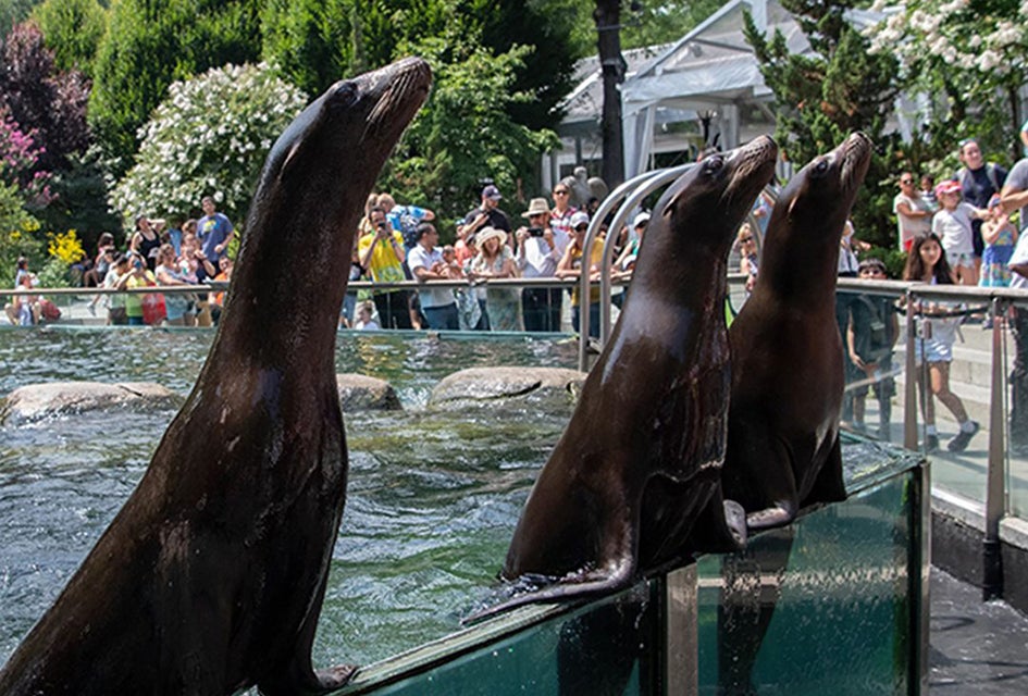 It's always exciting to see the sea lion feeding at Central Park Zoo! Photo by Julie Larsen Maher/WCS