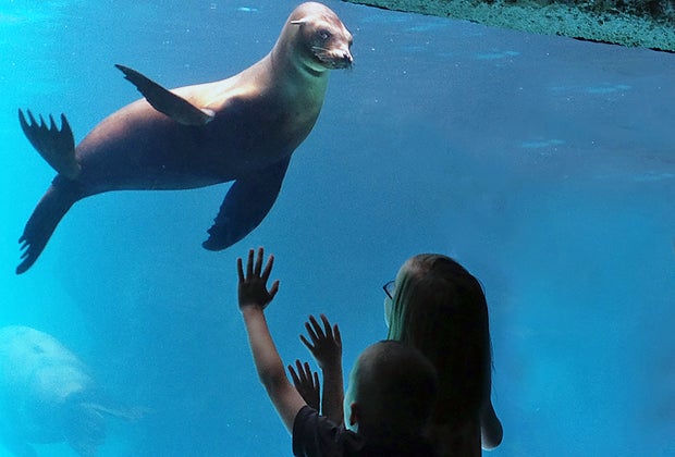 Winter day trips from NYC: Long Island Aquarium