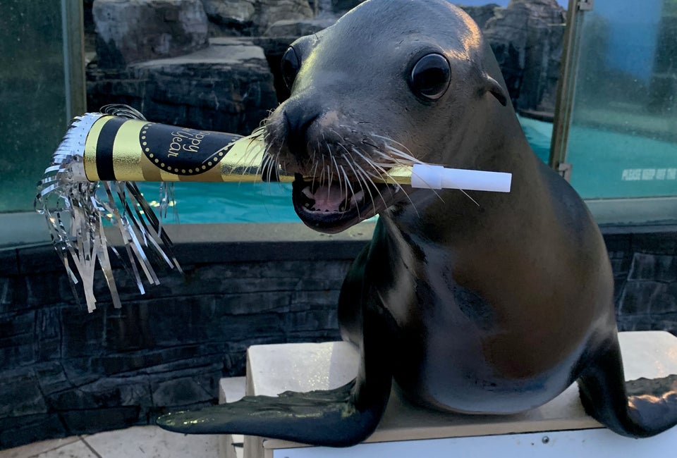 Fishes & Wishes: New Year's Eve Celebration at the Long Island Aquarium