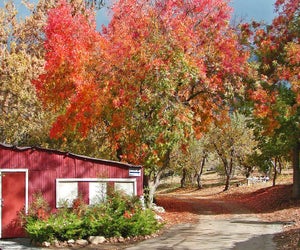 Visit Oak Glen (Snowline Orchard, shown here) for apple picking, apple pies, and then snow!